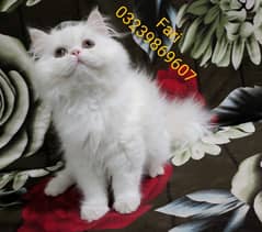 Punch face Male fluffy kitten for sale