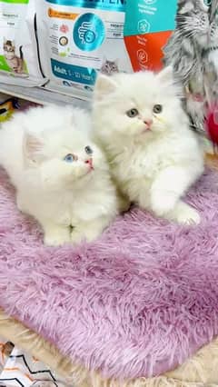 pairsan healthy and active kitten for sale
