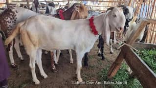 Bakra for sale donda white only serious customer final price hongi