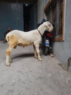 kaka mundra male for qurbaani