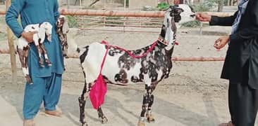 dasi bakri do bacchon ka sath urgent for sale Whatsapp 0326/38/49/824