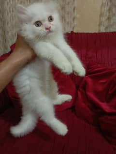 Persian cat kitten