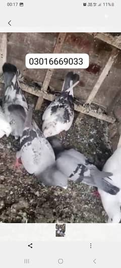 Qasid Pigeons zabadst chizeny