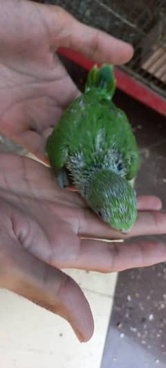 Birds for Sale