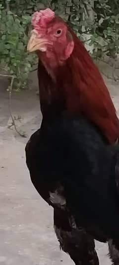 Aseel chicks available