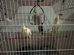 Cockatiel Parrot