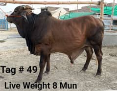 Wacha for Sale | Bachra | Bull Qurbani | Cow | Wehra | Janwar Qurbani