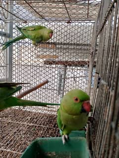 Ringneck