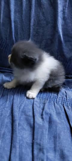 persian kittens