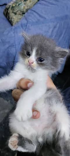 persian