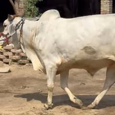 Big Bull