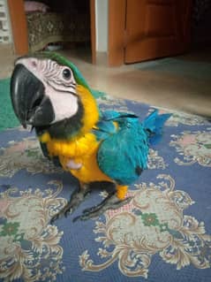BLUE N GOLD MACAW /03152248124