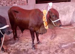 CATTLE /BULLS/WACHE /KURBANI ANIMALS 2025