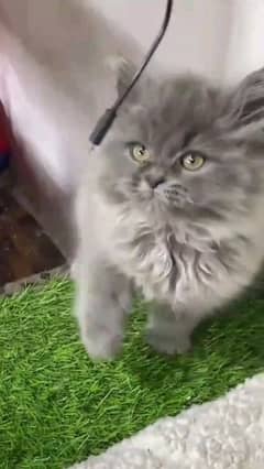 pairsan healthy and active kitten for sale