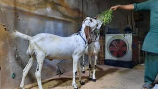 bakra jori for sell qurbani 2025