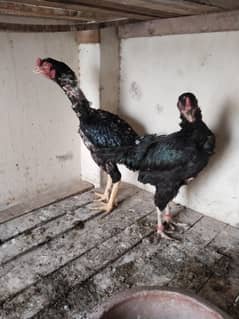 aseel mushka pair for sale