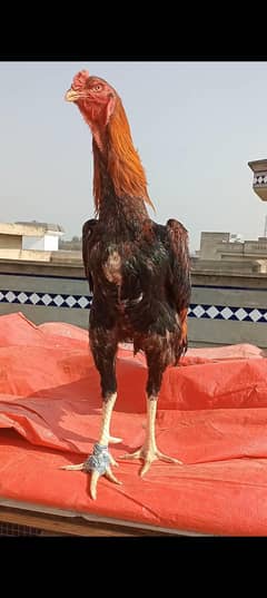 shamo male