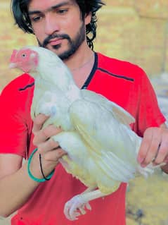 Aseel Heera Parrot Shape