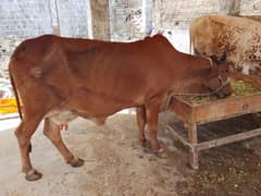 cow with beautiful calf