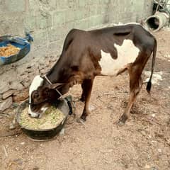 calf
