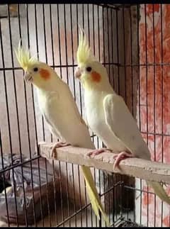 cocktail pair (red eyes )with 2 chicks and 2 pair of love bird.