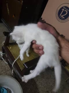Persian kitten blue eyes