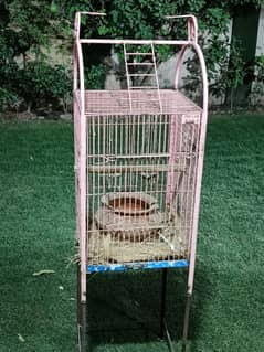 cage for Lori cocktails and gray parrot