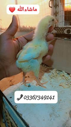 White King Oh Shamo Chiks for sale Healthy & Active hai 3200pr piece