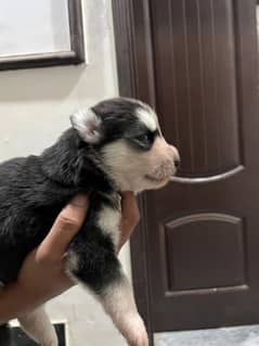 Siberian Husky puppy Wooly Coat
