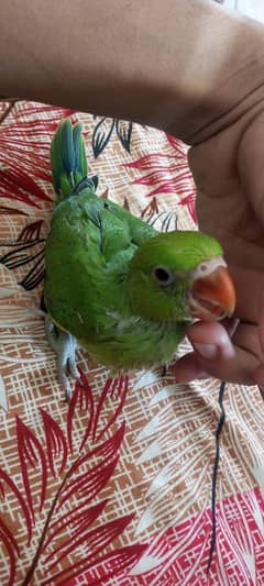 parrot