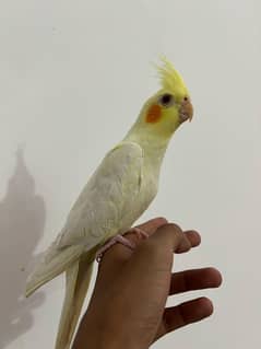 Proper Handtamed Cocktails For Sale