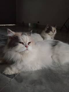 punch face female cat