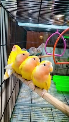 love birds
