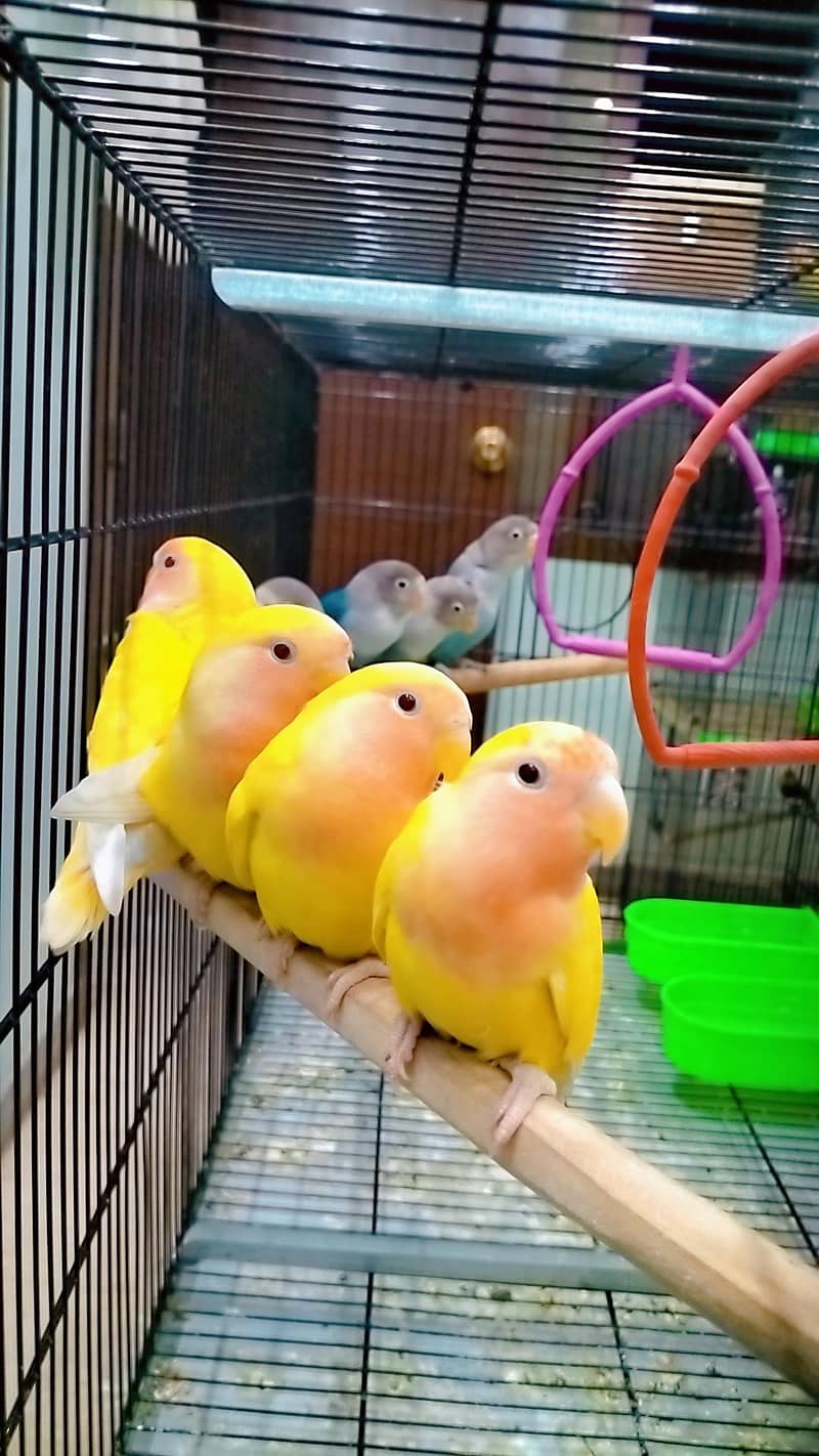 love birds 0