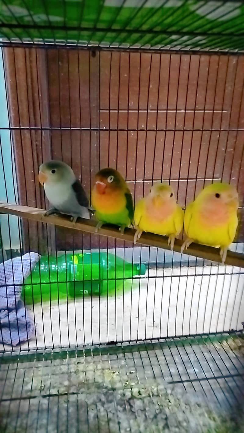 love birds 1