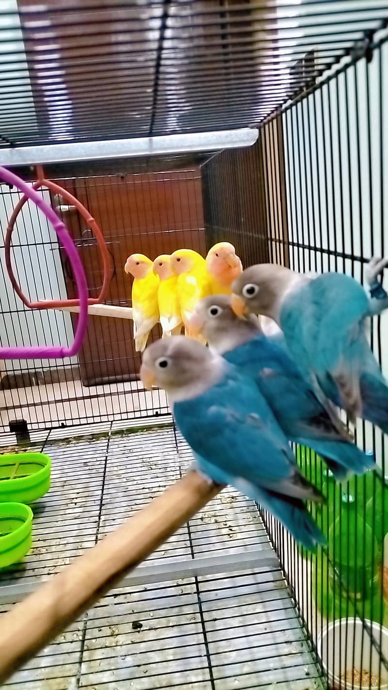 love birds 2
