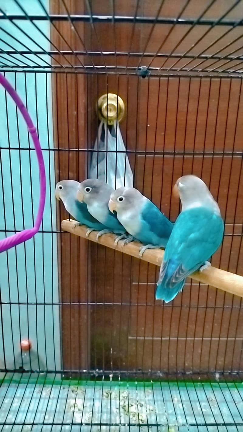 love birds 3