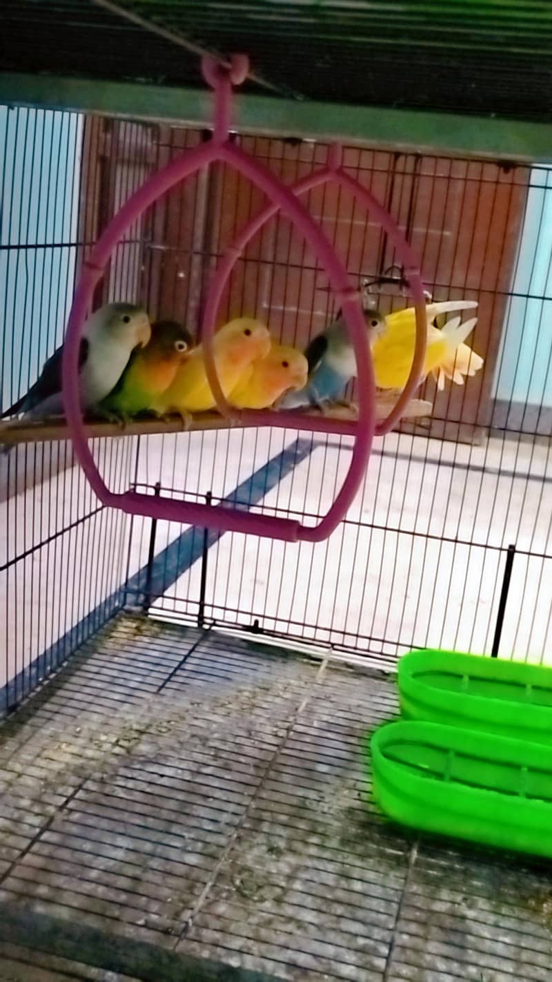 love birds 4