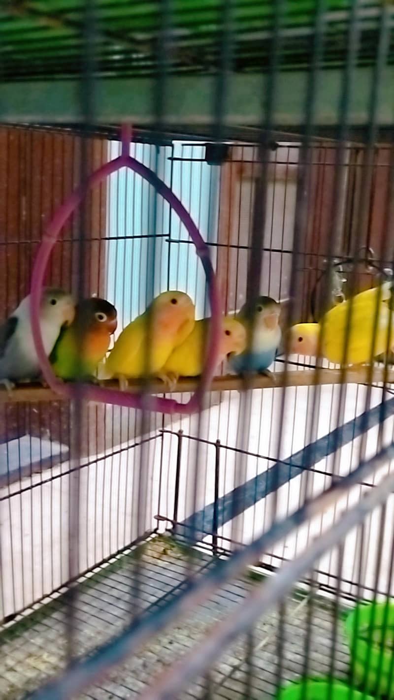 love birds 5