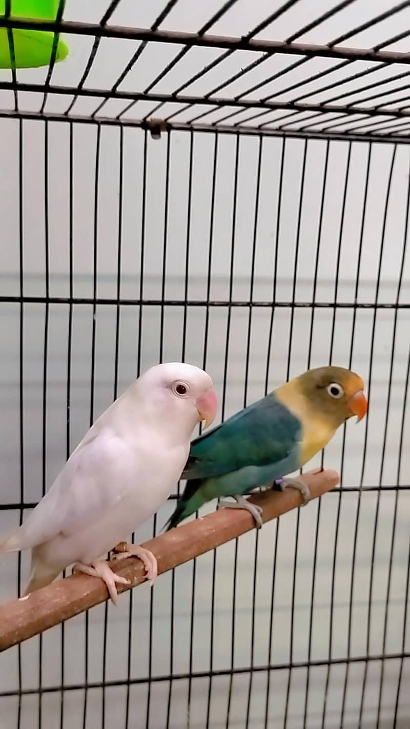 love birds 6