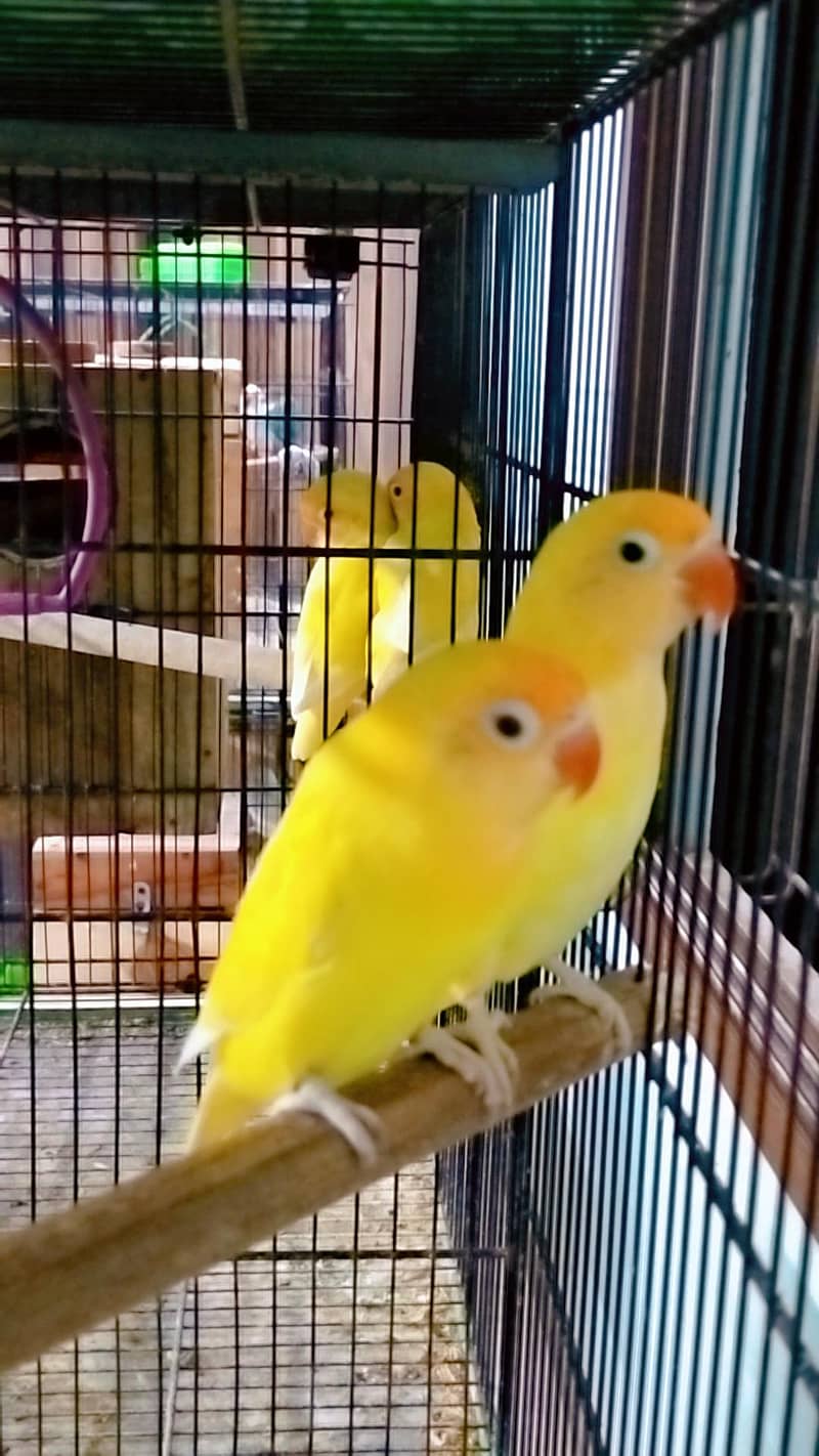 love birds 7