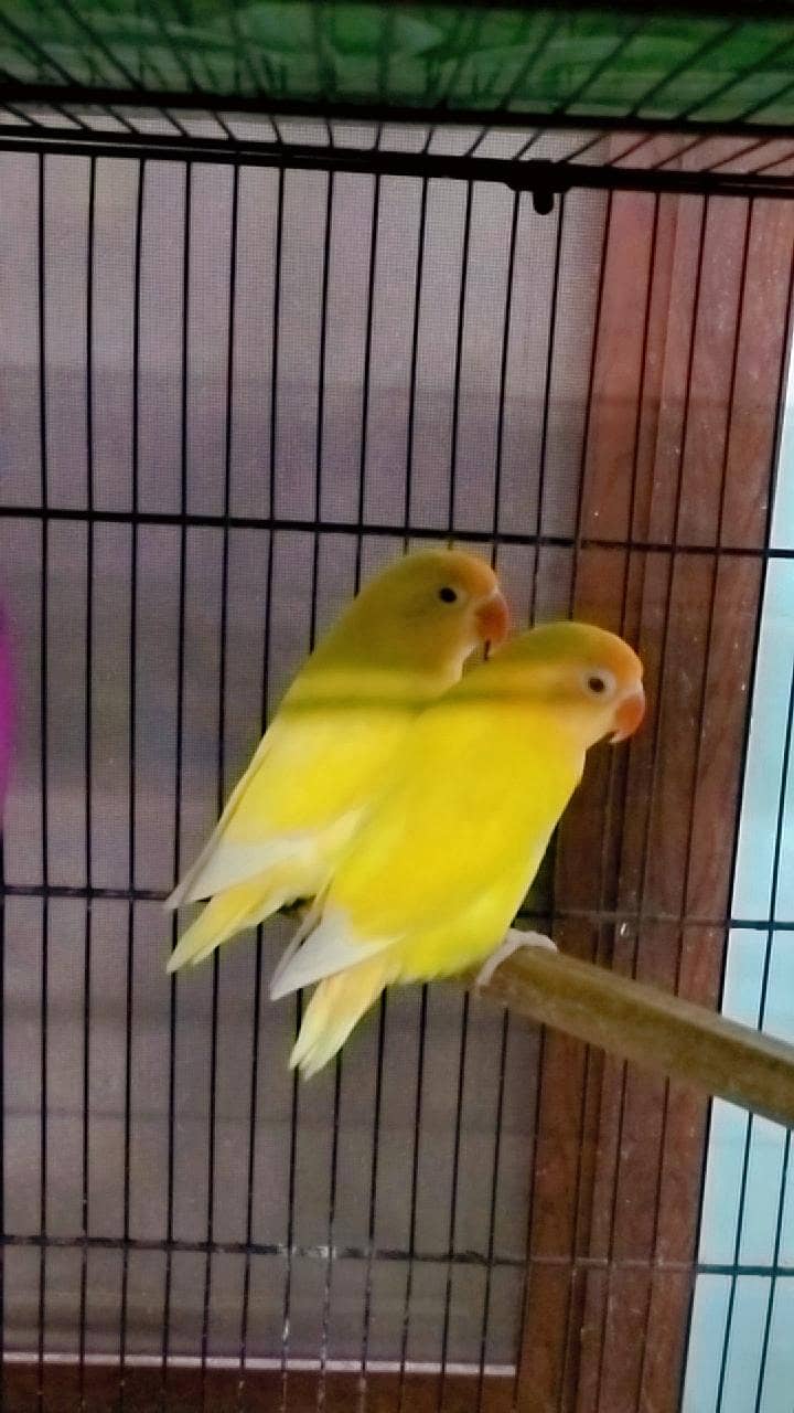 love birds 8