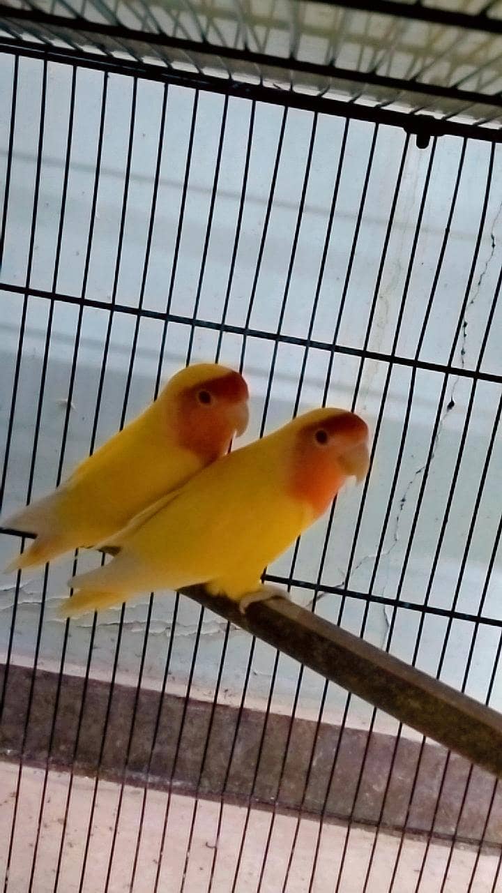 love birds 9