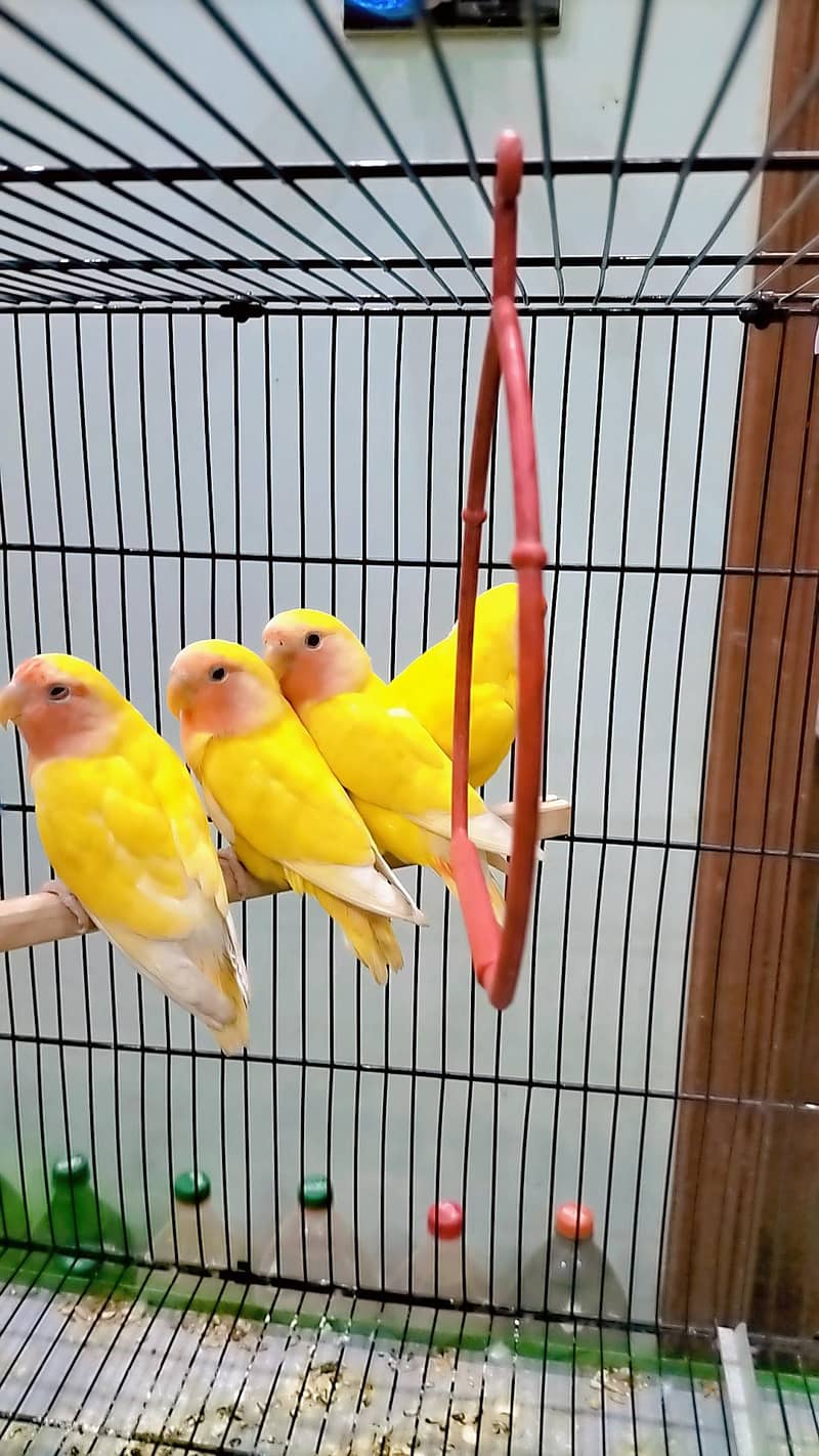 love birds 10