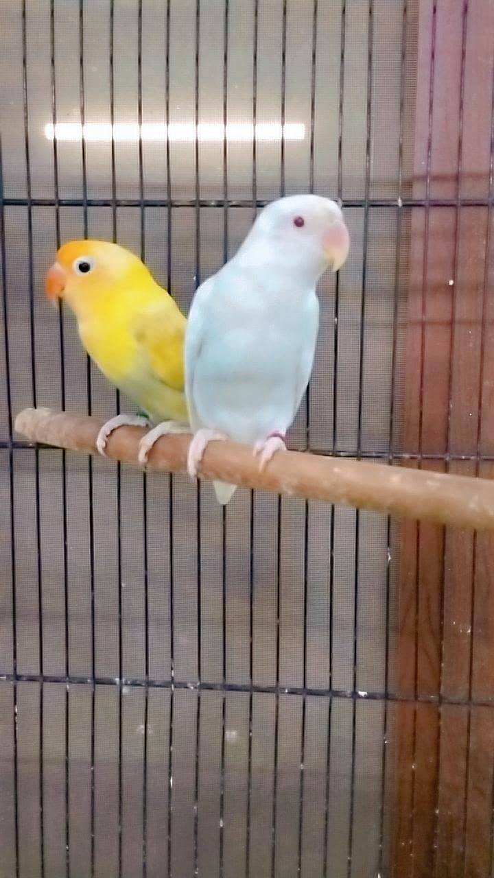 love birds 12
