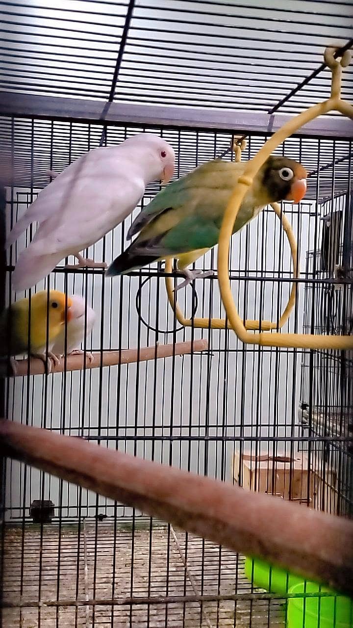 love birds 13