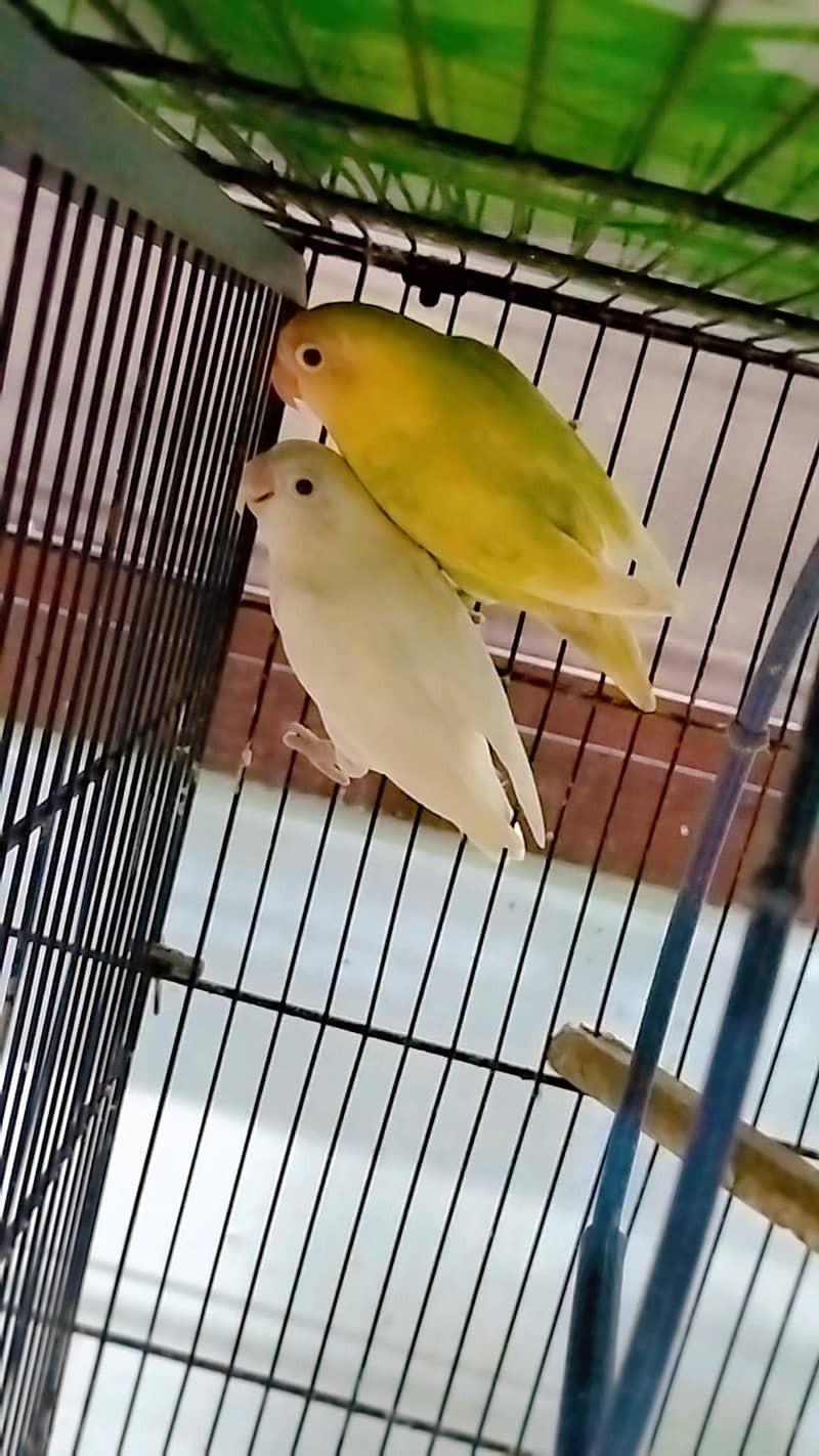 love birds 14
