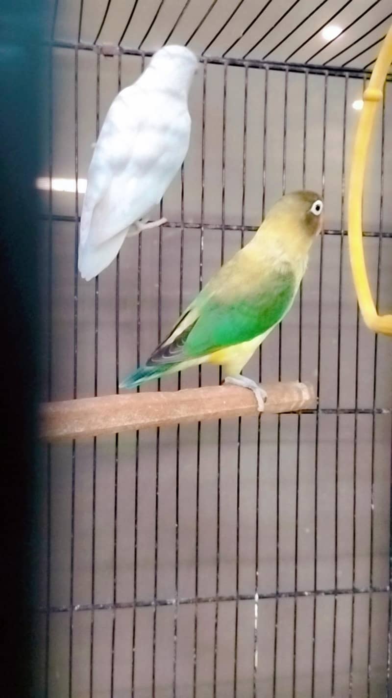 love birds 16