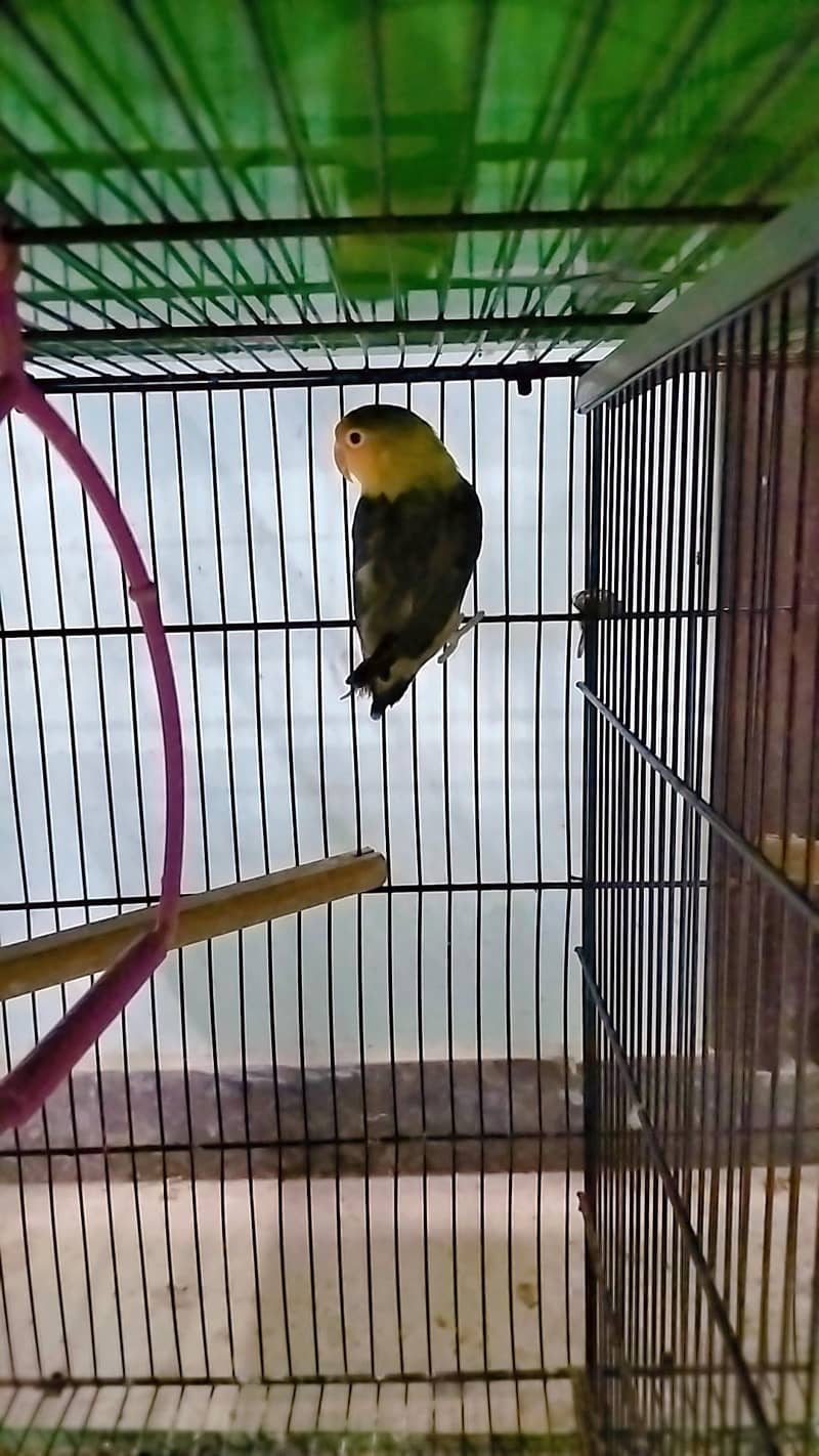 love birds 18