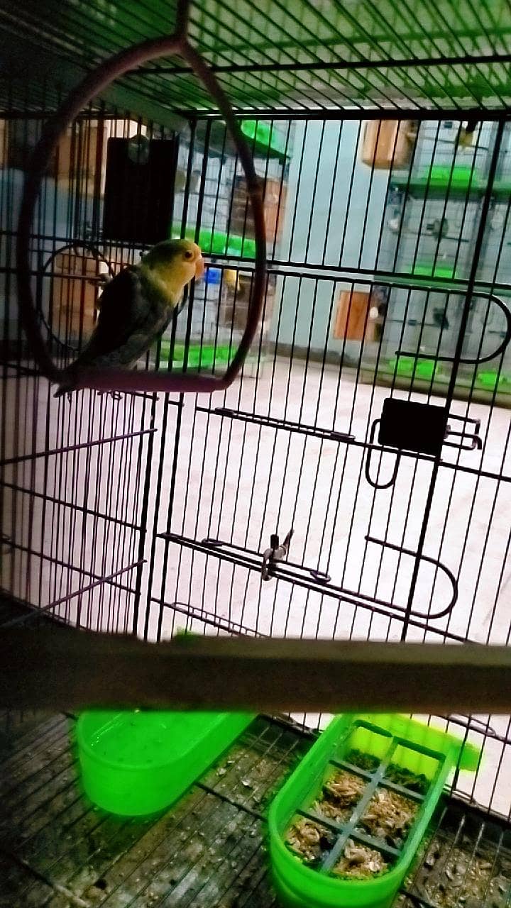 love birds 19